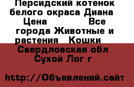 Персидский котенок белого окраса Диана › Цена ­ 40 000 - Все города Животные и растения » Кошки   . Свердловская обл.,Сухой Лог г.